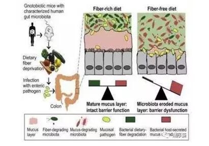 非洲豬瘟常態下乳仔豬料配方策略之二：膳食纖維對腸道發育和健康的作用