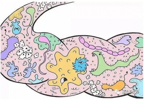 母乳對(duì)子代腸道微生物的影響