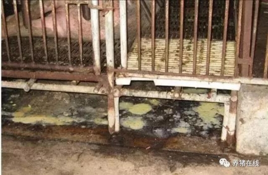 產房仔豬水樣腹瀉不止 該如何防控？