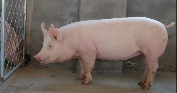 母豬產仔量少，都是由這幾個原因造成的