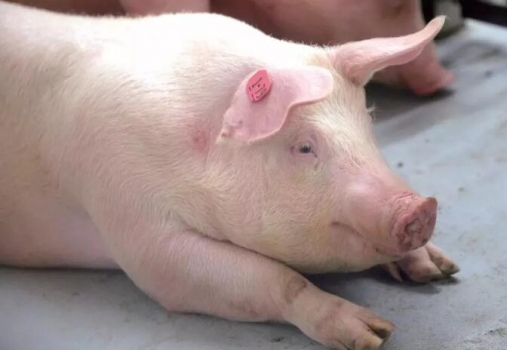 低蛋白、低鈣磷日糧添加苯甲酸對生長肥豬生長性能及鈣磷代謝的影響