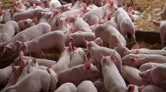 如果你的豬群出現其中2-3種以下現象，應重點考慮……