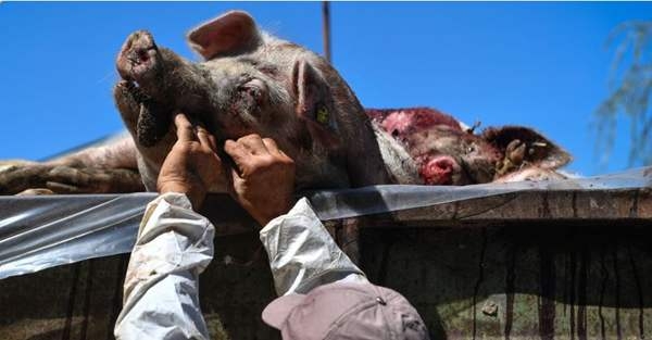 樊福好：使用弱毒疫苗將給非瘟防控帶來第二次災難！