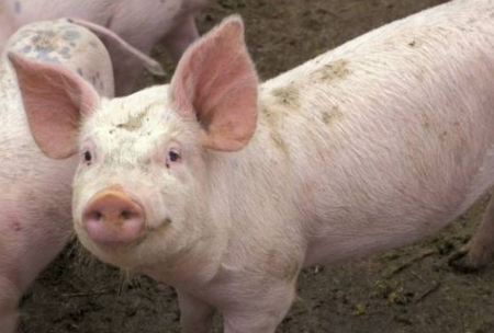 5月能繁母豬、生豬存欄加速下降，下半年豬價高點或再抬升