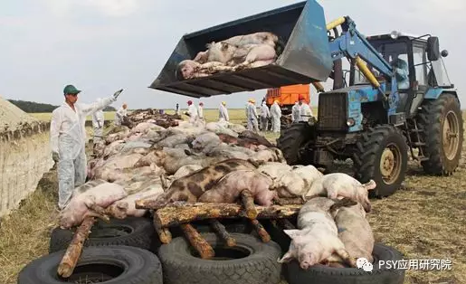 能對抗非洲豬瘟病毒的只有這一種物質