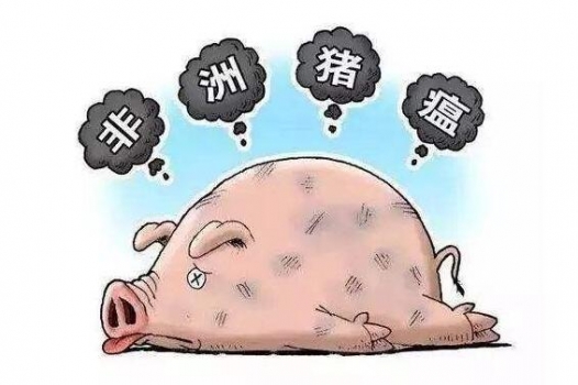 感染非瘟后存活的豬并不會長期帶毒！99天后能完全控制和消滅病毒！