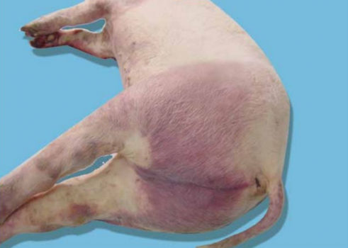 實用操作|非洲豬瘟的臨床癥狀及如何鑒別