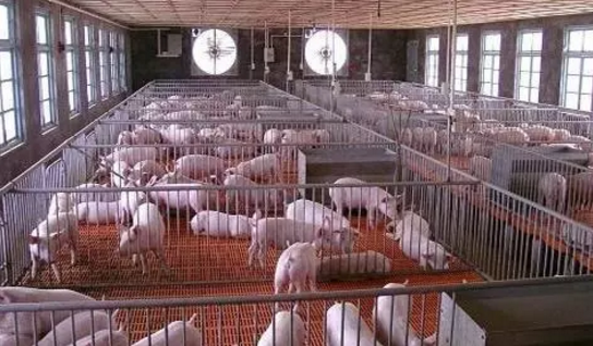 發酵飼料對豬生長性能的影響試驗總結