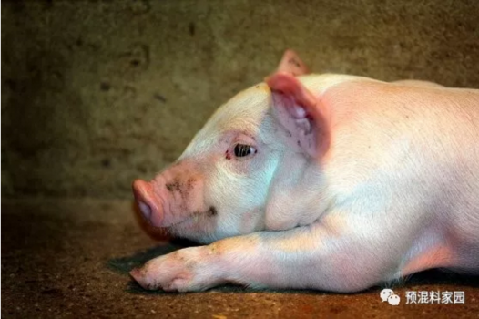 適口性對豬飼料利用率的影響