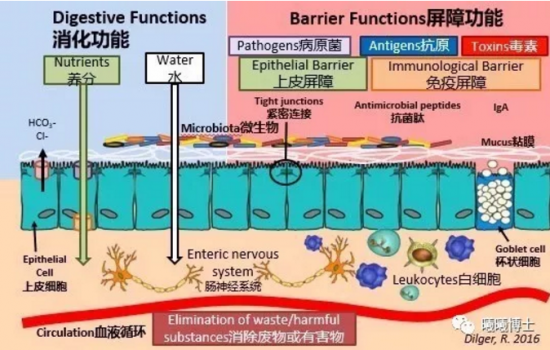 無抗時代的營養(yǎng)策略 | 抗生素替代品存在嗎？