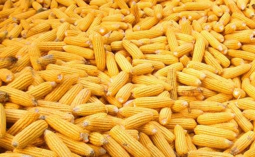 40種常見飼料原料基礎知識