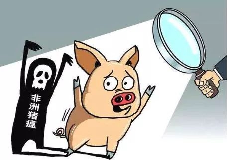 為什么非洲豬瘟在中國傳播得更快？養(yǎng)豬人到底如何應對？