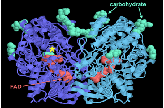 葡萄糖氧化酶對斷奶仔豬生長性能、血清生化指標和抗氧化功能及養分消化率的影響