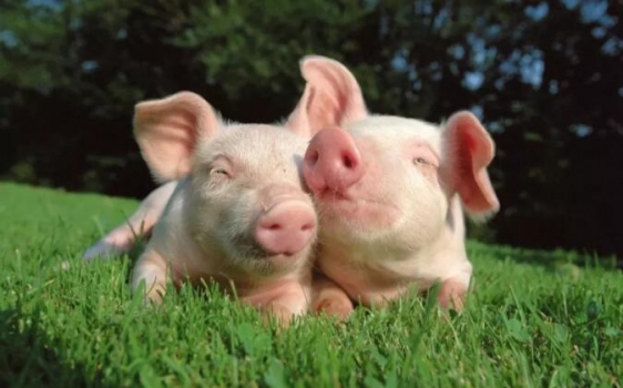 各國搶占中國市場，豬肉進口大漲50%！