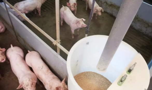 葡萄糖氧化酶在豬飼料中的研究進展