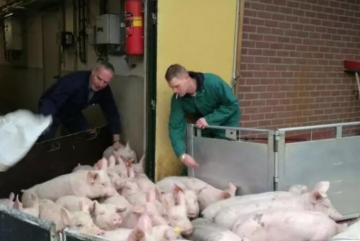 非瘟時代，多周批生產應該成為豬場必然的選擇