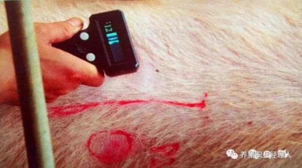 規模豬場母豬背膘測定標準版（收藏）