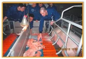 提高產房仔豬成活率的關鍵措施