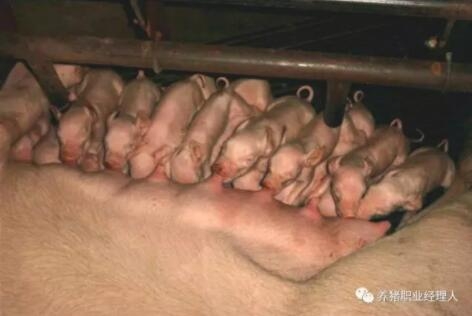 冬季新生仔豬腹瀉的綜合防治
