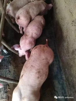 遺傳育種的進度與對應的營養策略