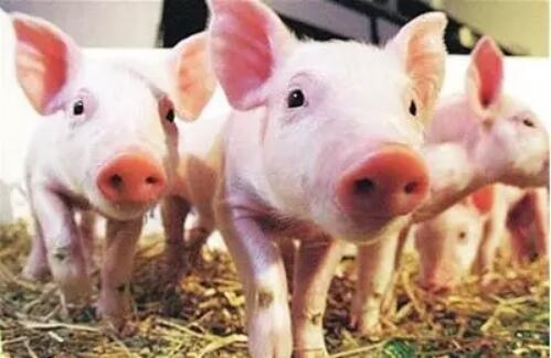 王統石博士：遺傳育種的進度與對應的營養策略