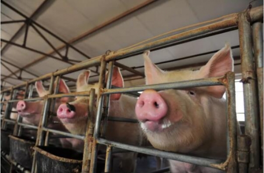 美國農業部研究機構利用納米孔測序技術快速鑒定非洲豬瘟病毒基因組