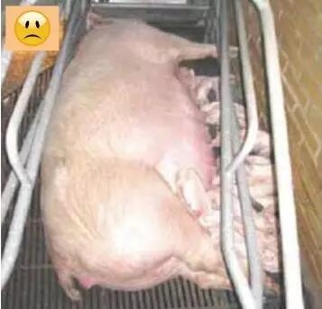 丹育產房管理手冊（連載一）