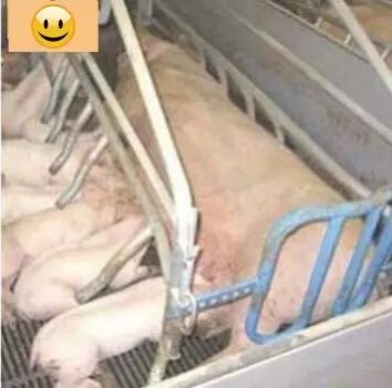 丹育產房管理手冊（連載二）