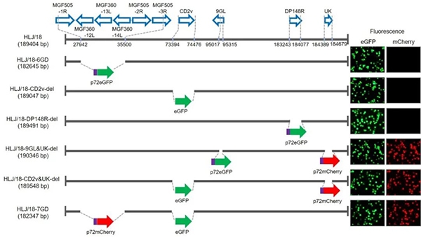 哈獸研非洲豬瘟疫苗創制成功，具備大規模生產條件
