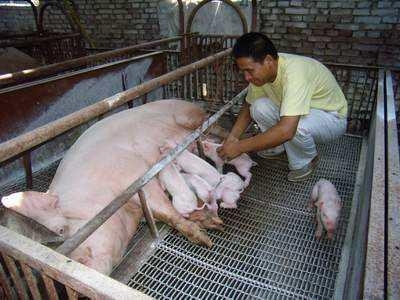 母豬“分娩與接生”，新老養豬人的同一困惑丨細節7要點