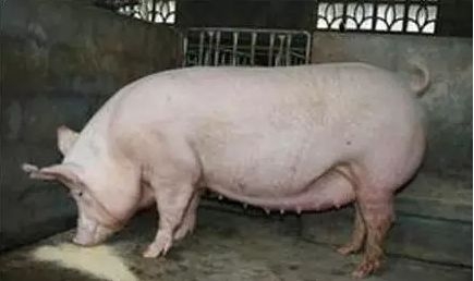 妊娠母豬的保胎技術要點，這些細節都要注意