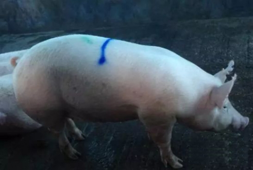 母豬頭胎繁殖成績定終生，如何培育高性能后備母豬？