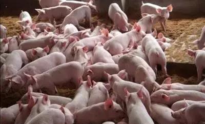 北美年出欄近20萬頭的繁殖場簡明生產流程