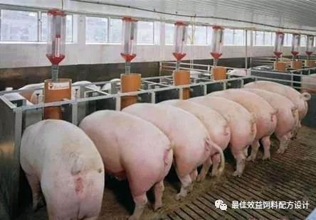 高產哺乳母豬的基礎營養與飼養研究