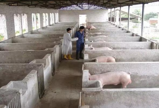 史上最全的母豬飼養方案（內含24個要點，超級實用）