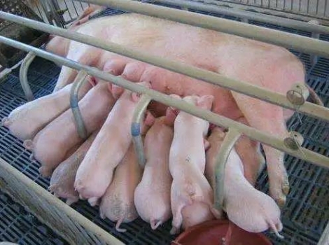 夏季母豬產前產后飼養管理SOP