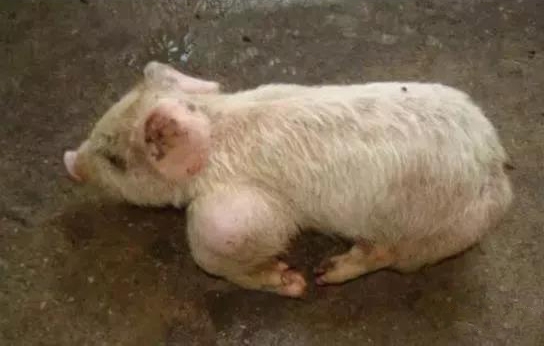 豬關(guān)節(jié)腫大是什么病，如何有效防治？