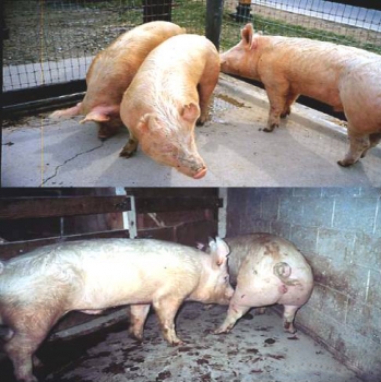 批次生產(chǎn)中空懷母豬催情程序