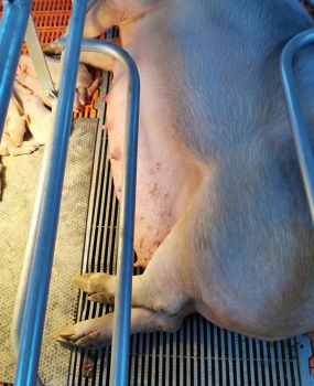 母豬便秘危害大，管理者一定要重視