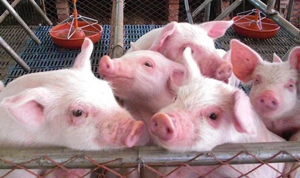 影響豬產(chǎn)仔數(shù)與出生重四大因素