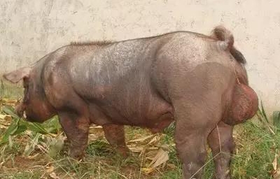 公豬精液三十問（非常權(quán)威）