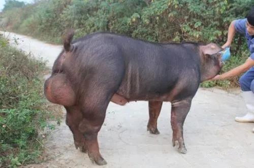 高溫對公豬精液品質(zhì)的影響及預(yù)防措施