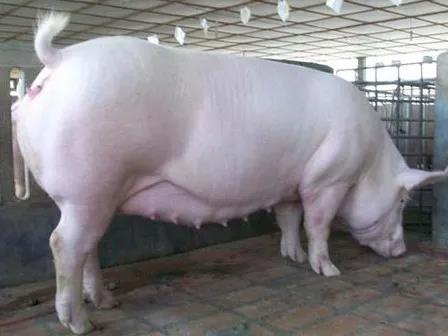 膘情越好的妊娠母豬越容易猝死，死亡率80%，是什么原因?qū)е碌模? width=