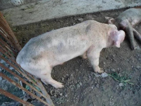 保育豬毛卷消瘦、腹瀉咳喘，死淘率高！怎么辦？