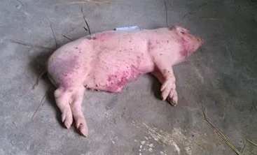 引起豬嘔吐的傳染病及其防控措施