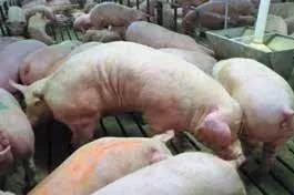 后備母豬飼養管理（二）