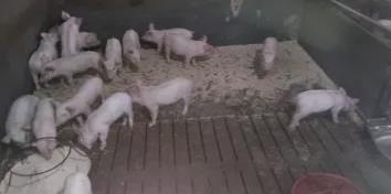 飼料禁抗之后養(yǎng)豬場(chǎng)問(wèn)題，您擔(dān)心嗎？