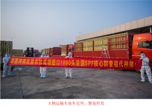 河南民望農牧股份有限公司成功進口1000頭法國SPF核心群曾祖代種豬