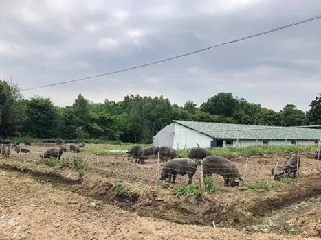 “二師兄”如何安全過冬？冬季養豬六大注意事項，請養殖戶查收