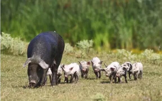 母豬產(chǎn)后癱瘓了，怎么辦？防治措施需牢記